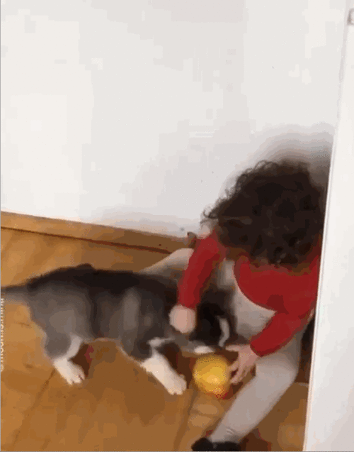 小狗特效网图女孩吃瓜,女孩吃瓜表情萌化网友