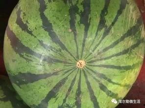 库尔勒吃瓜网红,揭秘瓜乡魅力与美食传奇