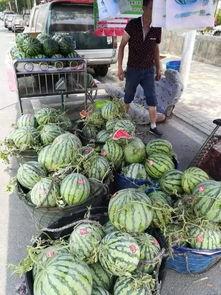 金乡吃瓜网红事件视频,揭秘网络舆论背后的真相